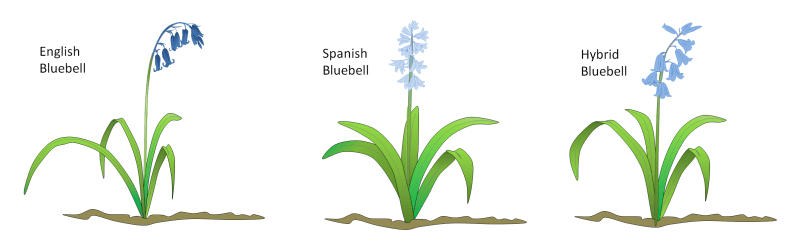 bluebell_types